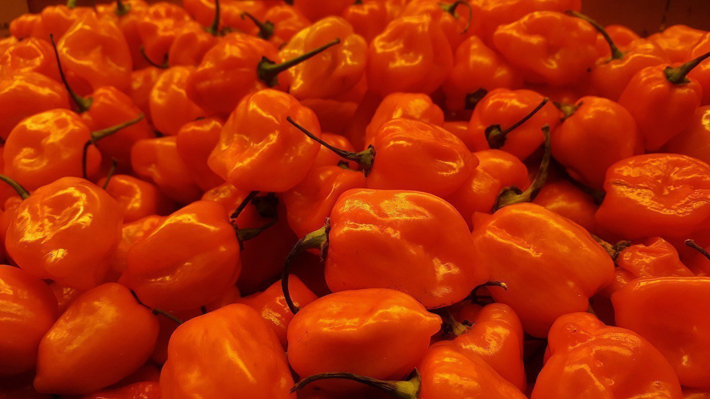 Habanero